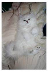 Cute Persian Kitten for good homes.