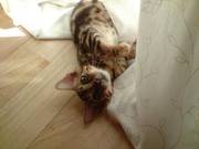 1 Year Old Bengal Cat For Sale