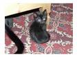 really cute black kittens for sale. We have six really....