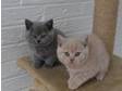 Pedigree bsh kittens. GORGEOUS CHUNKY BABIES AVAILABLE....