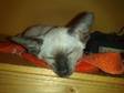 ADORABLE SIAMESE Kitten available to loving - permanent....