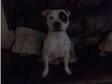 lovely staffy male for sale. patch is a lovely black and....