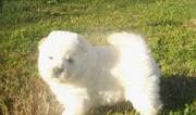 Cute Chow Chow Puppies For Sale