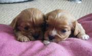 *** STILL AVAILABLE ***2 Ruby Pups