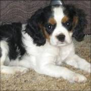 Beautiful Cavalier King Charles Spaniel puppies for sale