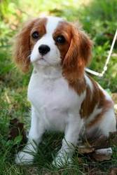 Quality Cavalier King Charles Spaniel Puppies for Sale