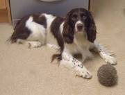 English Springer Spaniel,  Free to the right home