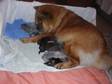 Beautiful CHOW CHOW puppies available to loving FOREVER