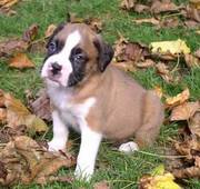 Cute and lovely boxer puppies for caring home