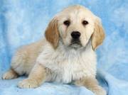 Golden RetrieverThese puppies have a three generation pedigree