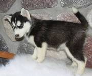 cute and playful Siberian Husky Puppies