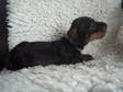 Pedigree KC Registered Miniature Wire Haired Dachshund Puppies in NEWARK,  NOTTS