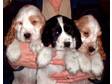 Pedigree KC Registered Cocker Spaniel Puppies in Gainsborough,  Lincs