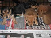Chihauhau cross yorkshire terrier puppies ready now