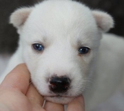 adorable siberian husky puppy
