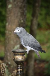 Lovable African Grey Parrot With BIG Cage